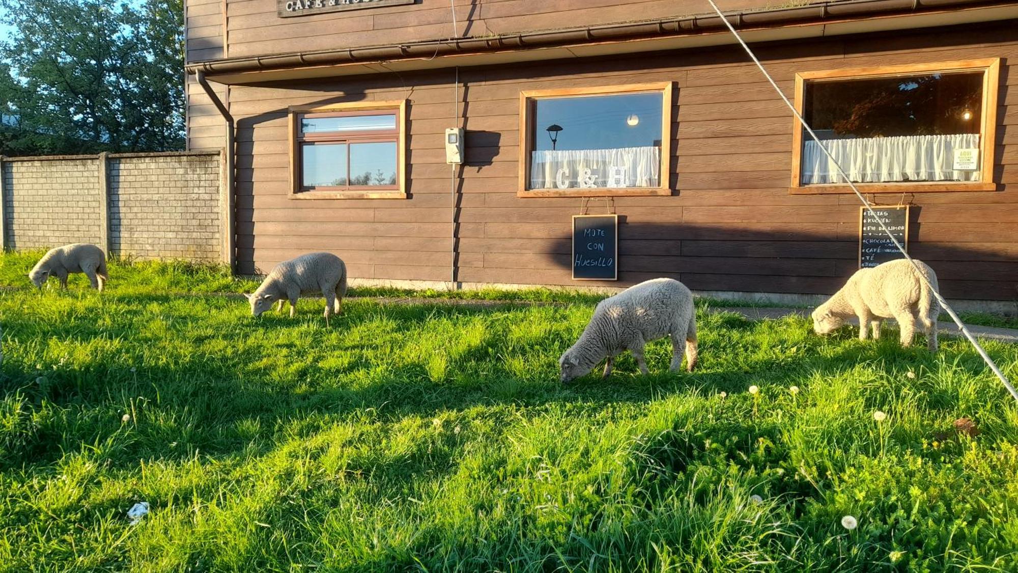 Cafe & Hostal Acurruka Curacautín Dış mekan fotoğraf